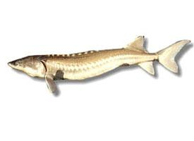 Foto: White sturgeon