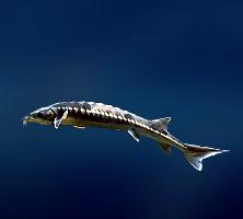 Foto: European sea sturgeon