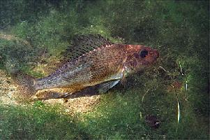 Foto: Ruffe