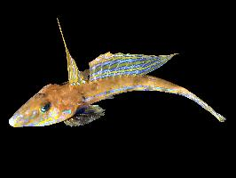 Foto: Common dragonet