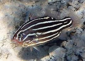 Foto: Goldenstriped soapfish