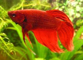 Foto: Siamese fighting fish