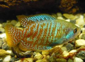 Foto: Dwarf gourami