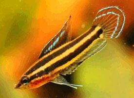 Foto: Licorice gourami