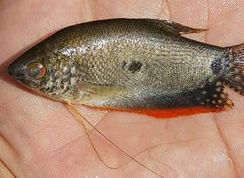 Foto: Three spot gourami