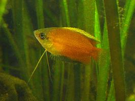 Foto: Honey gourami