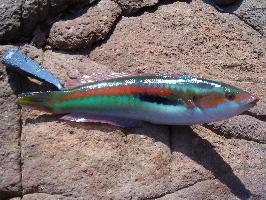 Foto: Mediterranean rainbow wrasse