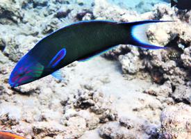 Foto: Moon wrasse