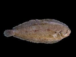 Foto: Common sole