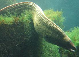 Foto: Mediterranean moray