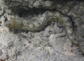 Foto: Snowflake moray