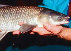 Foto: Black carp