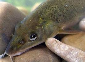 Foto: Common barbel