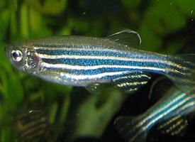 Foto: Zebrafish