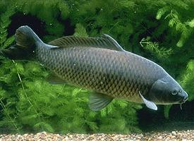 Foto: Eurasian carp