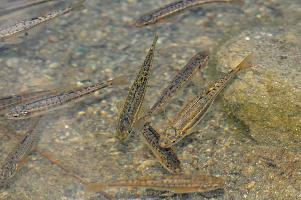 Foto: Eurasian minnow