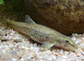 Foto: Stone loach