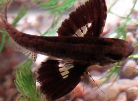 Foto: Freshwater butterflyfish