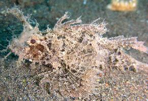 Foto: Ambon scorpionfish