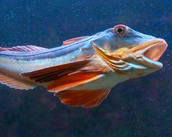 Foto: Tub gurnard