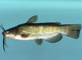 Foto: Brown bullhead