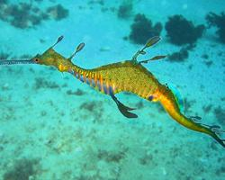 Foto: Common seadragon