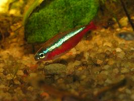 Foto: Cardinal tetra