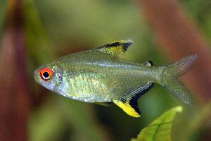 Foto: Lemon tetra