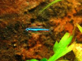 Foto: Green neon tetra