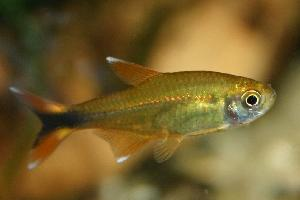 Foto: Silvertip tetra