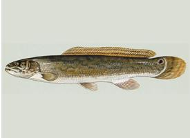 Foto: Bowfin