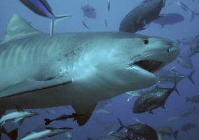 Foto: Tiger shark