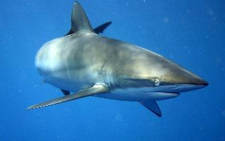 Foto: Silky shark