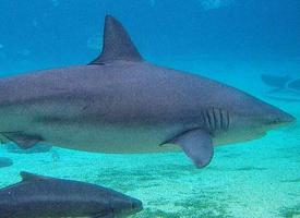 Foto: Dusky shark