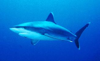 Foto: Silvertip shark