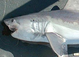 Foto: Porbeagle