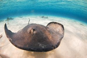 Foto: Southern stingray