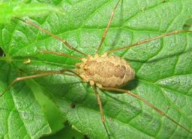 Foto: Common harvestman