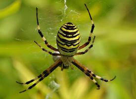 Foto: Wasp spider