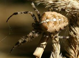 Foto: European garden spider