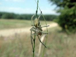 Foto: Yellow sac spider