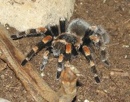 Foto: Mexican redknee tarantulas