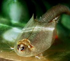 Foto: American tadpole shrimp