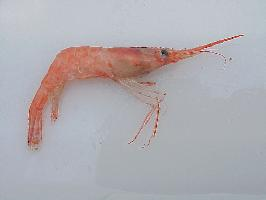 Foto: Northern prawn