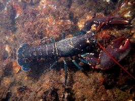 Foto: European lobster