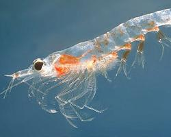 Foto: Northern krill