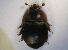 Foto: Small hive beetle