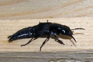 Foto: Hornet rove beetle