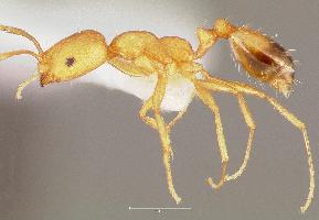 Foto: Pharaoh ant