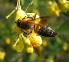 Foto: Himalayan giant honey bee